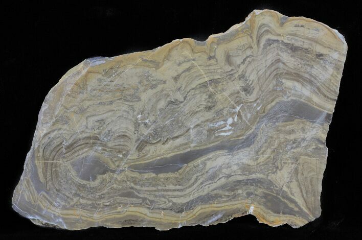 Devonian Stromatolite Slice - Orkney, Scotland #61072